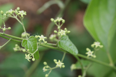 Celastrus paniculatus